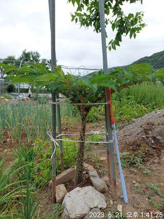 유병욱님의 벼 · 자유게시판 작성글 사진