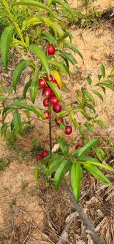 팜모닝 농기계정보·자유게시판 게시글 이미지