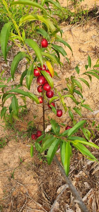 고아름님의 농기계정보 · 자유게시판 작성글 사진