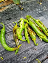 팜모닝 고추·병해충상담 게시글 이미지