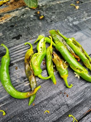 고추일등품종칼라병에님의 고추 · 병해충상담 작성글 사진