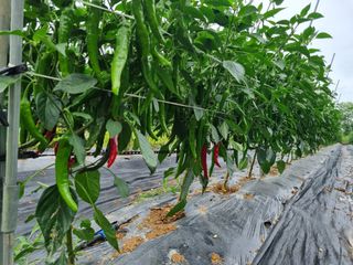 고추일등품종칼라병에님의 고추 · 병해충상담 작성글 사진