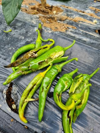 고추일등품종칼라병에님의 고추 · 병해충상담 작성글 사진