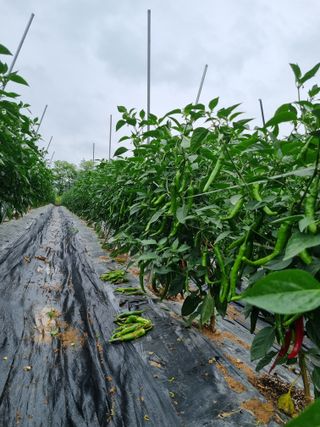 고추일등품종칼라병에님의 고추 · 병해충상담 작성글 사진