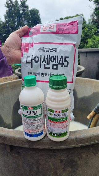 통통님의 귤 · 병해충상담 작성글 사진