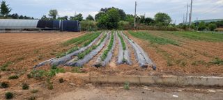 김기철님의 들깨 · 영농일지 작성글 사진