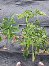 팜모닝 고추·병해충상담 게시글 이미지