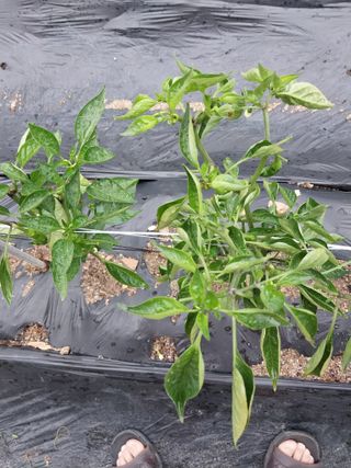 안동환 님의 고추 · 병해충상담 작성글 사진