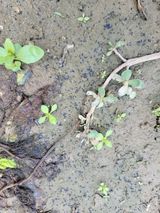 팜모닝 기타작물·병해충상담 게시글 이미지