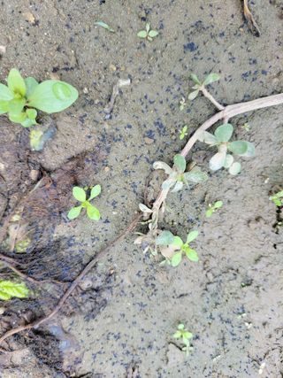 알 수 없음님의 기타작물 · 병해충상담 작성글 사진