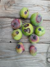 팜모닝 자두·병해충상담 게시글 이미지