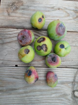 윤형곤님의 자두 · 병해충상담 작성글 사진