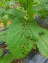 팜모닝 참깨·병해충상담 게시글 이미지