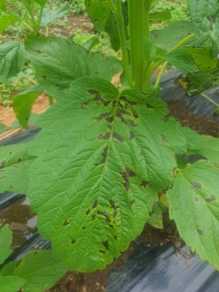 무지개님의 참깨 · 병해충상담 작성글 사진