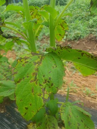 무지개님의 참깨 · 병해충상담 작성글 사진