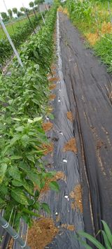 팜모닝 고추·비료•농약 게시글 이미지