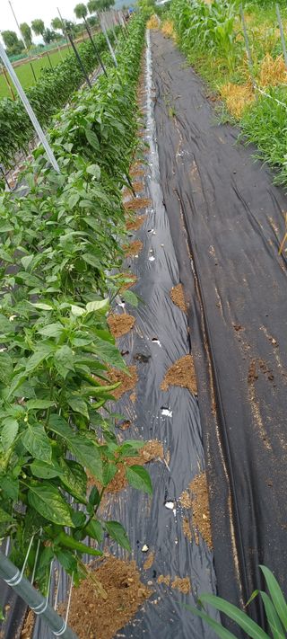 고추1964님의 고추 · 비료•농약 작성글 사진