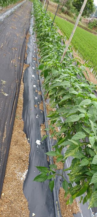 고추1964님의 고추 · 비료•농약 작성글 사진