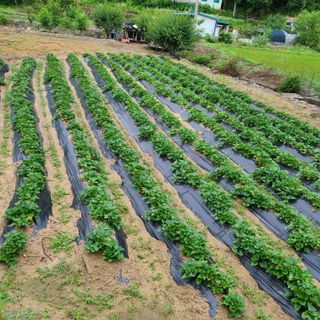 knlee님의 고구마 · 병해충상담 작성글 사진