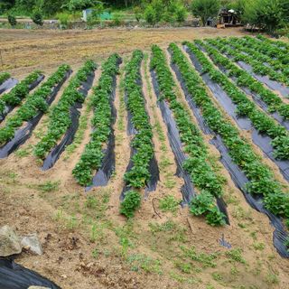 knlee님의 고구마 · 병해충상담 작성글 사진
