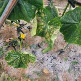 팜모닝 오이·병해충상담 게시글 이미지