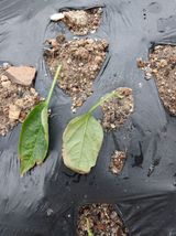 팜모닝 고추·병해충상담 게시글 이미지