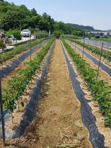 팜모닝 장마 대비 어떻게 하셨나요?·참여 게시글 이미지