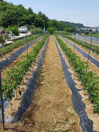 소율할배님의 장마 대비 어떻게 하셨나요? · 참여 작성글 사진
