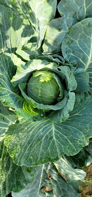 능행님의 고추 · 제초 작성글 사진