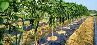 능행님의 고추 · 제초 작성글 사진