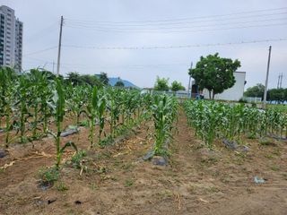 손정아님의 옥수수 · 병해충상담 작성글 사진