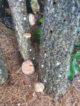 팜모닝 두릅·영농일지 게시글 이미지