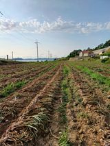 팜모닝 장마 대비 어떻게 하셨나요?·참여 게시글 이미지