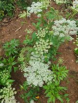 팜모닝 자유주제·자유게시판 게시글 이미지