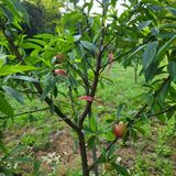 팜모닝 복숭아·자유게시판 게시글 이미지