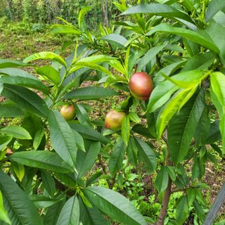 양배추21889님의 복숭아 · 자유게시판 작성글 사진