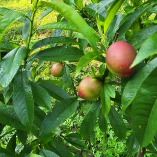 양배추21889님의 복숭아 · 자유게시판 작성글 사진