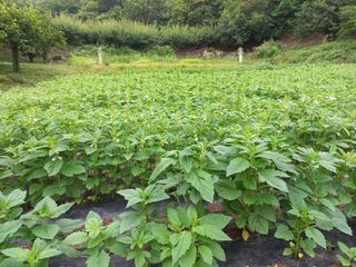 들깨15996님의 참깨 · 자유게시판 작성글 사진