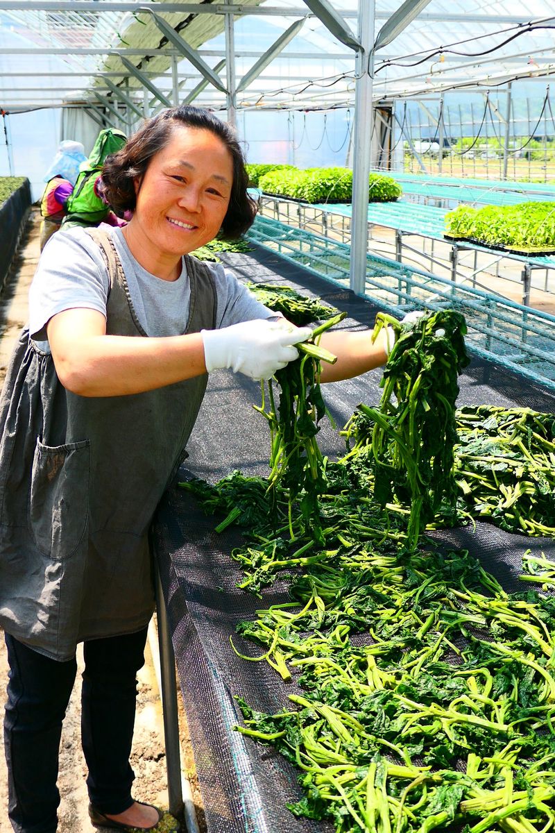 장터 상품 [정선 반건조 꾸들이 곤드레 500g] 썸네일