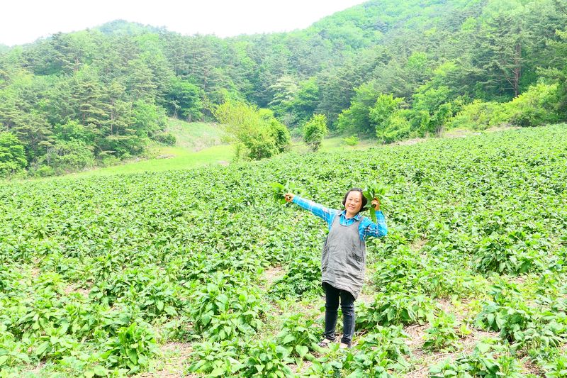 정선농가 달성마켓님의 장터 판매 상품 [정선 반건조 꾸들이 곤드레 500g] 첨부 사진