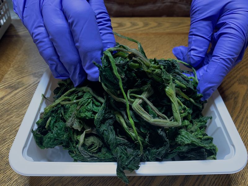 정선농가 달성마켓님의 장터 판매 상품 [정선 반건조 꾸들이 곤드레 500g] 첨부 사진