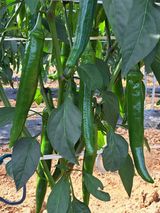 팜모닝 고추·일상 게시글 이미지