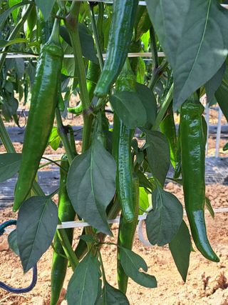 꿈드림뜨락님의 고추 · 일상 작성글 사진