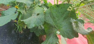 블루베리21090님의 오이 · 병해충상담 작성글 사진