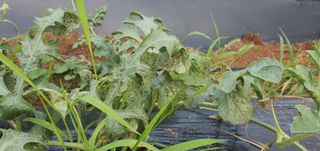 블루베리21090님의 오이 · 병해충상담 작성글 사진