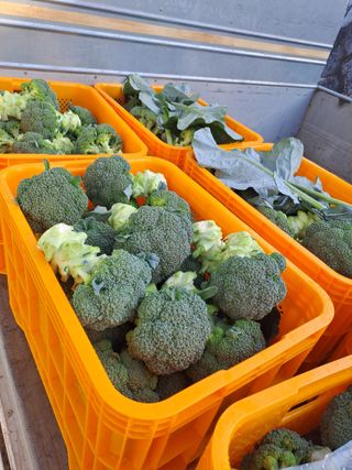 봉골농원님의 작성글 사진