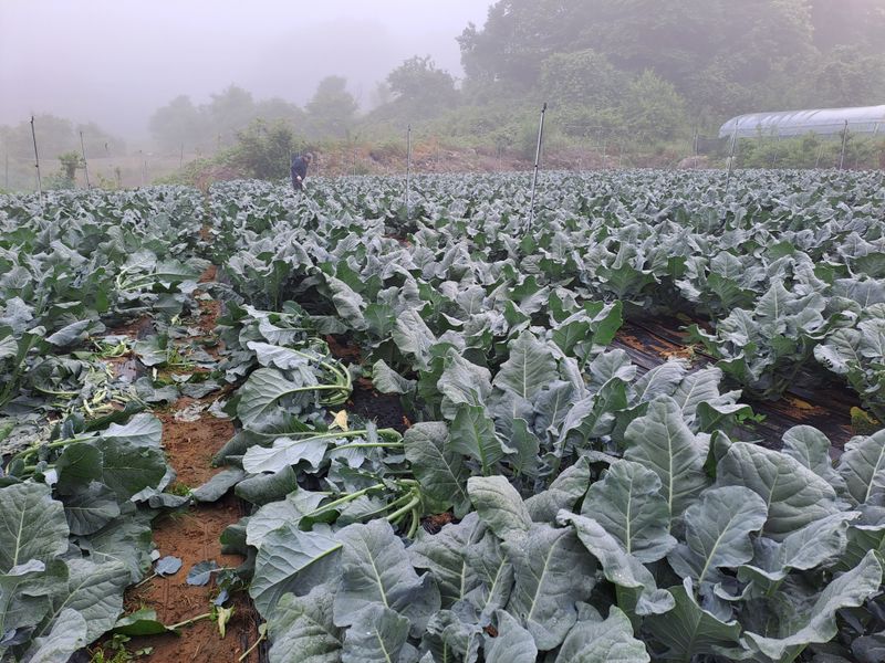 봉골농원님의 장터 판매 상품 [브로커리8kg] 첨부 사진