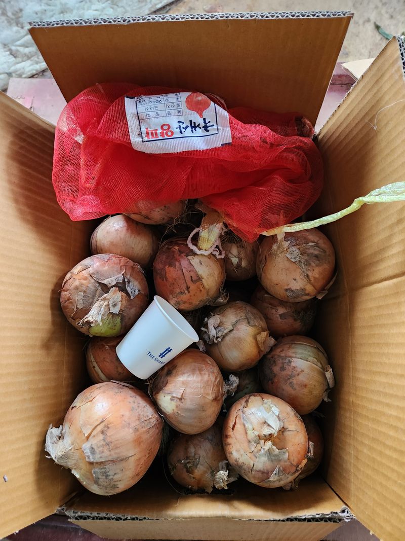 장터 상품 [23년햇양파] 썸네일