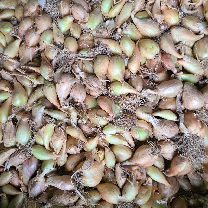 장터 상품 [토종 쪽파  kg] 썸네일