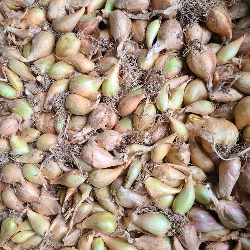 knlee2222님의 장터 판매 상품 [토종 쪽파  kg] 첨부 사진